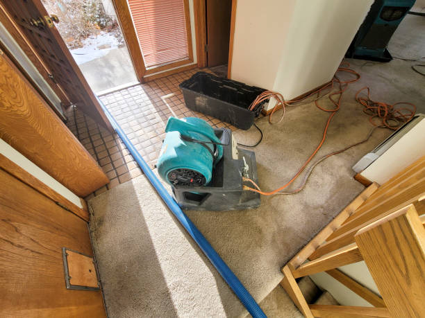 Best Mold removal after water damage  in Homer, LA
